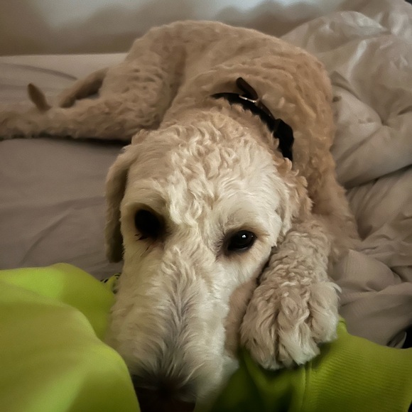 Meet your Posher, John - Picture 4 of 7